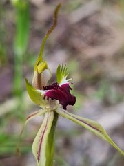 Caladenia parva