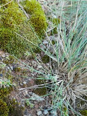 Poa astonii