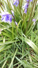 Hyacinthoides