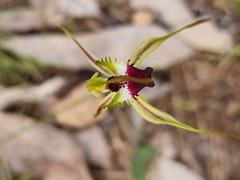 Caladenia parva