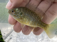 Lepomis macrochirus × cyanellus