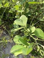 Senna obtusifolia