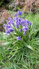 Hyacinthoides