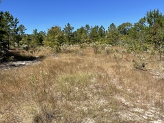 Aristida tuberculosa