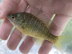 Lepomis macrochirus × cyanellus