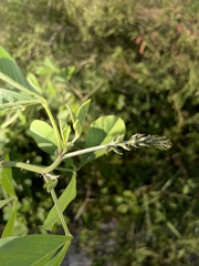 Senna obtusifolia