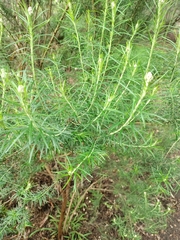 Cassinia