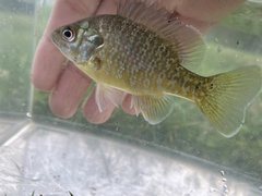 Lepomis macrochirus × cyanellus