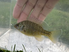 Lepomis macrochirus × cyanellus