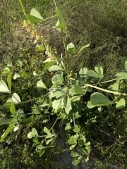 Senna obtusifolia