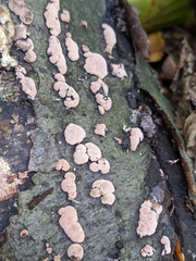 Hypoxylaceae