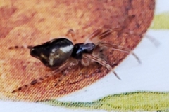 Cyclosa