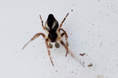 Cyclosa