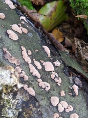 Hypoxylaceae