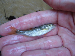 Nocomis leptocephalus