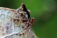 Cyclosa