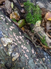 Hypoxylaceae