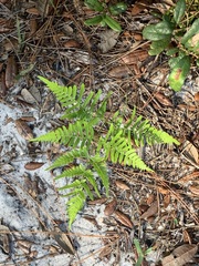 Pteridium aquilinum pseudocaudatum