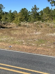 Aristida tuberculosa