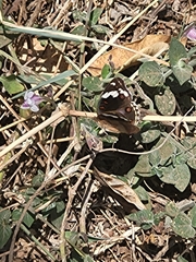 Junonia oenone