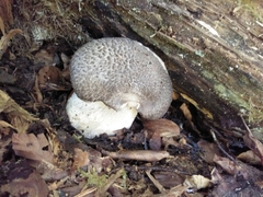 Tricholoma pardinum