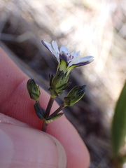 Gentiana douglasiana