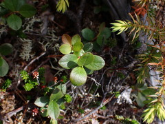 Vaccinium cespitosum