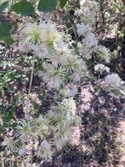 Clematis