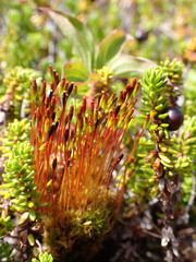 Tetraplodon mnioides