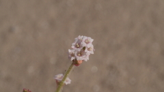 Boerhavia wrightii