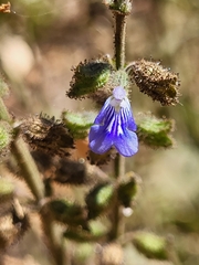 Image of Salvia misella