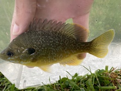 Lepomis macrochirus × cyanellus