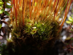 Tetraplodon mnioides