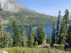 Abies concolor