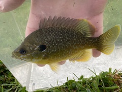 Lepomis macrochirus × cyanellus