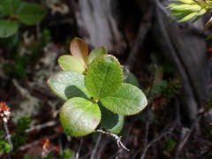 Vaccinium cespitosum