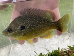Lepomis macrochirus × cyanellus