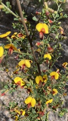 Bossiaea