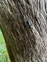 Camponotus aeneopilosus