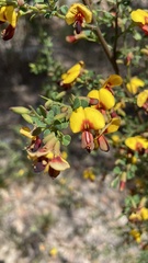 Bossiaea