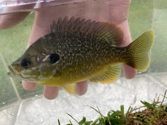 Lepomis macrochirus × cyanellus