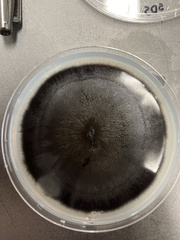 Aureobasidium pullulans