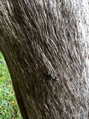 Camponotus aeneopilosus