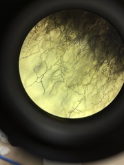 Aureobasidium pullulans