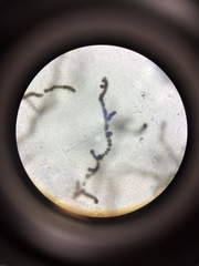 Aureobasidium pullulans