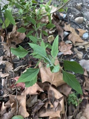 Chenopodium album