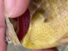 Lepomis macrochirus × cyanellus