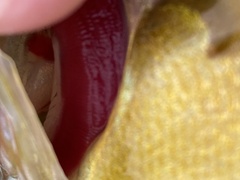 Lepomis macrochirus × cyanellus