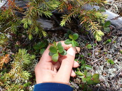 Vaccinium cespitosum