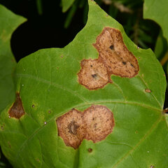 Acericecis ocellaris